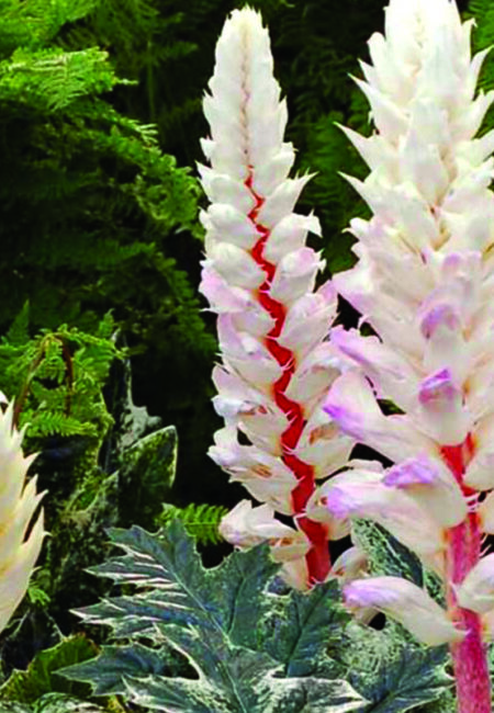 Acanthus mollis Whitewater