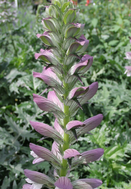 Acanthus spinosus