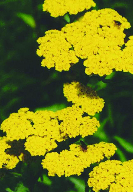 Achillea fill. Cloth of Gold