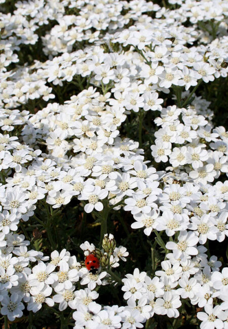 Achillea Huteri