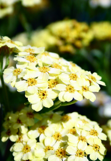 Achillea King Alfred