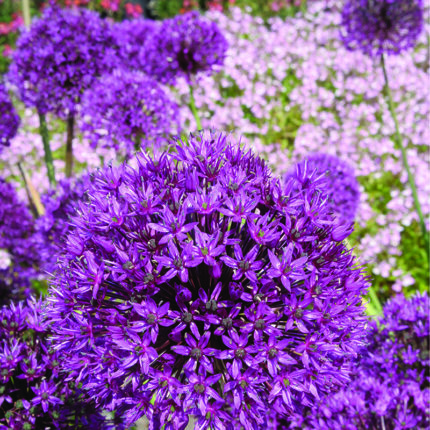 Allium holl. Purple Sensation
