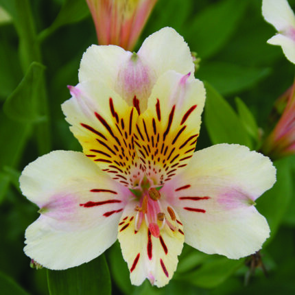 Alstroemeria Athena