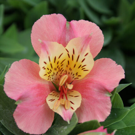 Alstroemeria Little Miss Davina
