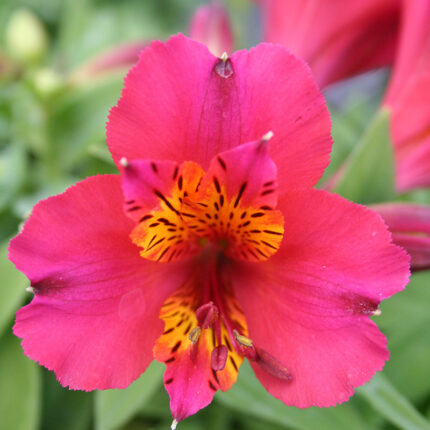 Alstroemeria Little Miss Gina