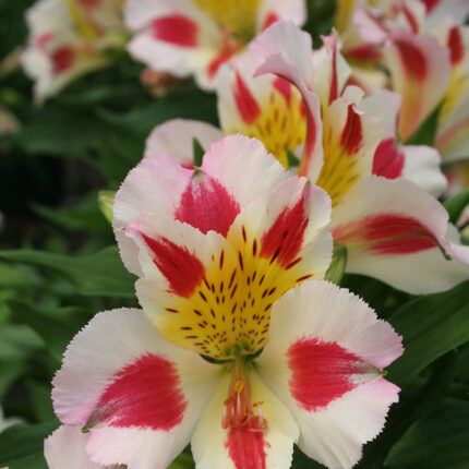 Alstroemeria Little Miss Miranda
