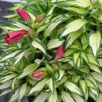 Alstroemeria Little Miss Zoe