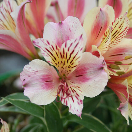 Alstroemeria Moyvalley Dancer