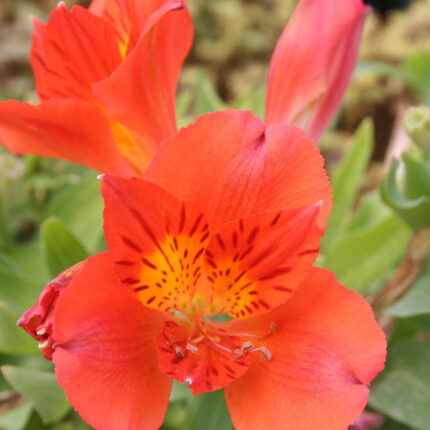 Alstroemeria Colorita Amina