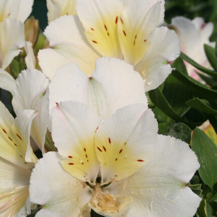Alstroemeria Colorita Claire