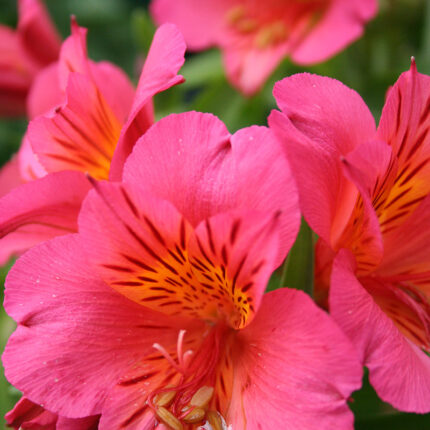 Alstroemeria Colorita Elaine