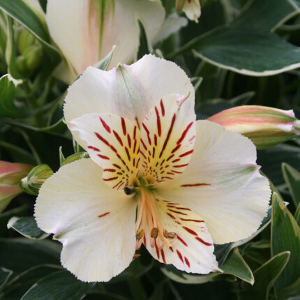 Alstroemeria Colorita Fabiana