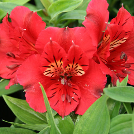 Alstroemeria Colorita Kate