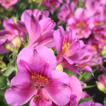 Alstroemeria Colorita Lilian
