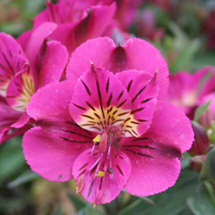 Alstroemeria Colorita Louise