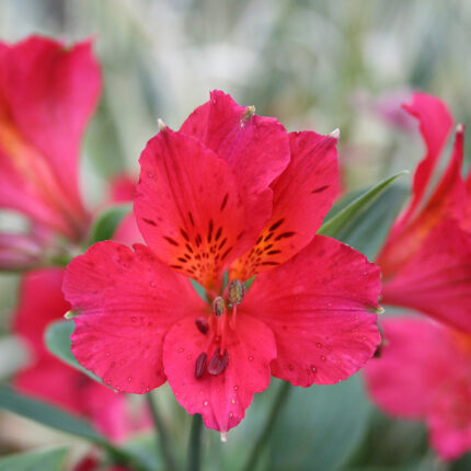 Alstroemeria Red Elf