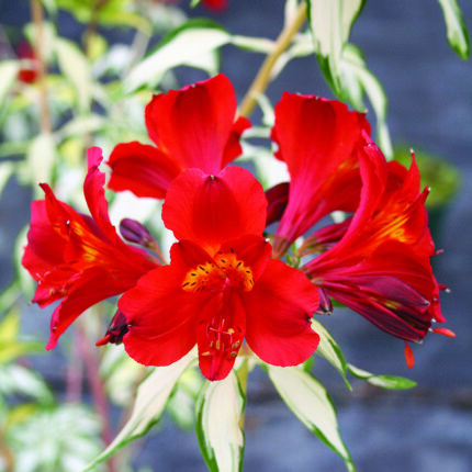 Alstroemeria Rock n Roll