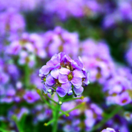 Alyssum Spinosum