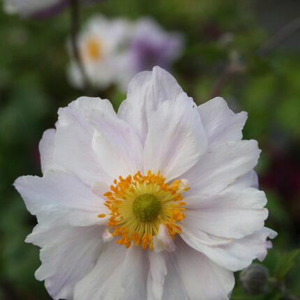 Anemone Dreaming Swan