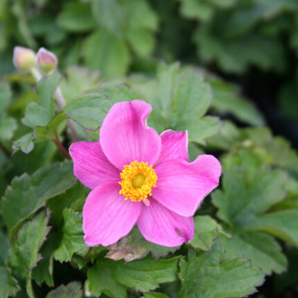 Anemone Fantasy Cinderella