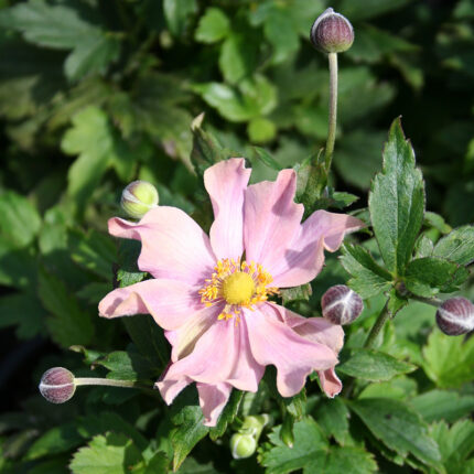 Anemone Fantasy Pocahontas