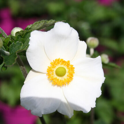 Anemone Hybr. Honorine Jobert