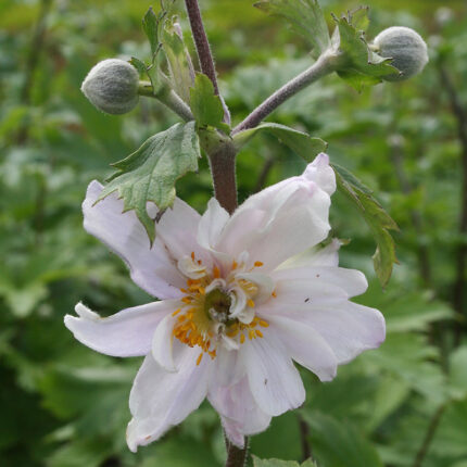 Anemone Ruffled Swan