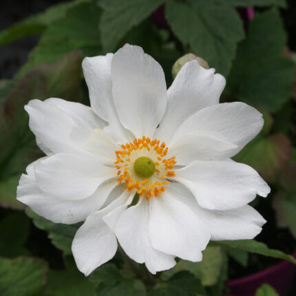 Anemone Hybr Whirlwind