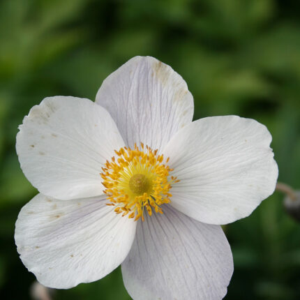 Anemone Wild Swan