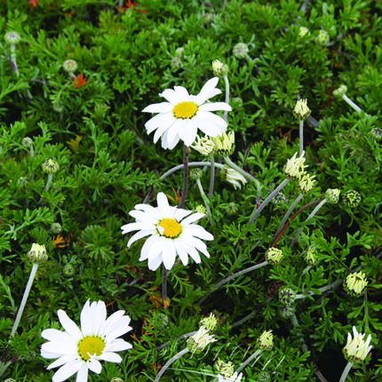 Anthemis carp. Snow Carpet