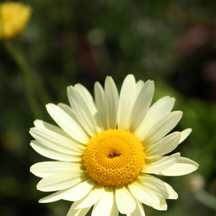 Anthemis tinct. E.C. Buxton