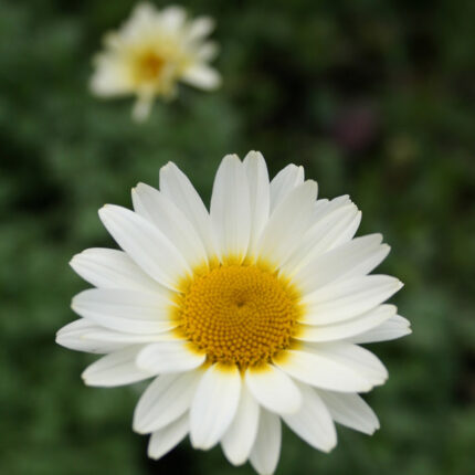 Anthemis Tinpenny Sparkle
