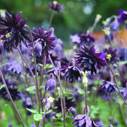 Aquilegia Black Barlow