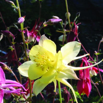 Aquilegia McKana Hybrids