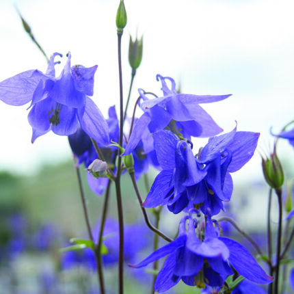 Aquilegia Vulg. Woodside