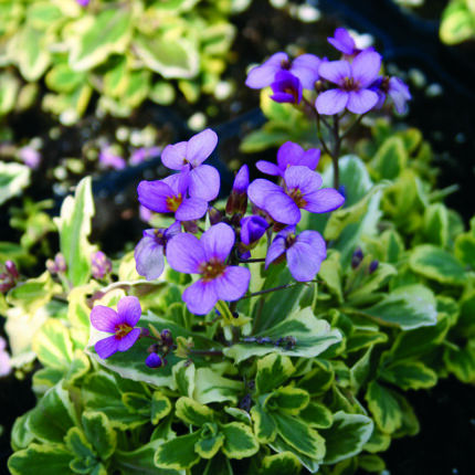 Arabis Alpina Anguine