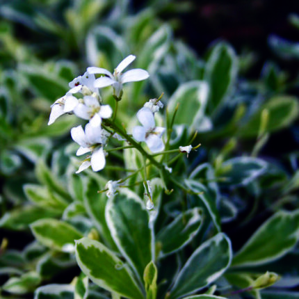 Arabis ferd-cobugurgii Old Gold