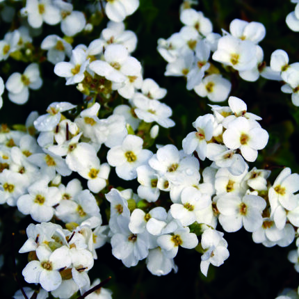 Arabis Alpina Snowcap