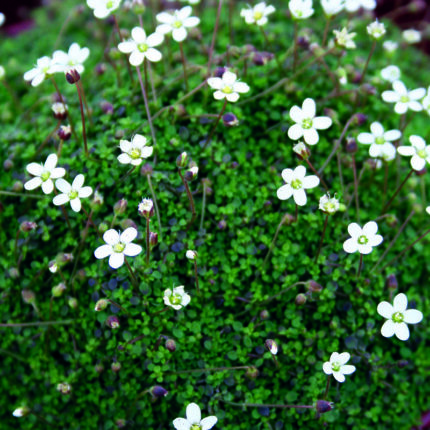 Arenaria Balaerica