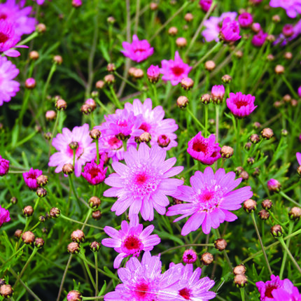 Argyranthemun Maderia Crested Hot Pink