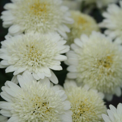 Argyranthemum Maderia Crested Ivory