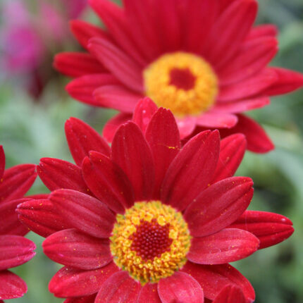 Argyranthemum Maderia Red