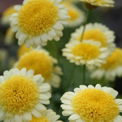 Argyranthemum Maderia Crested Yellow