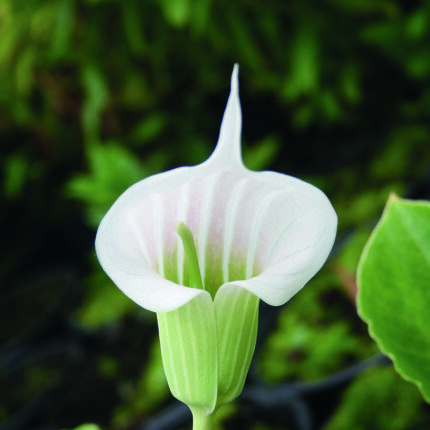 Arisaema Candidissimum