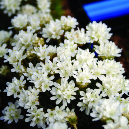 Armeria juniperifolia Alba