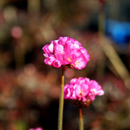 Armeria maritima Rubrifolia