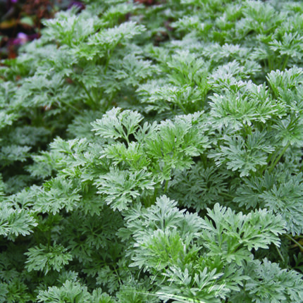 Artemisia Powis Castle