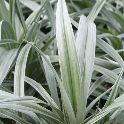 Astelia Silver Shadow