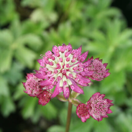 Astrantia Star of Beauty