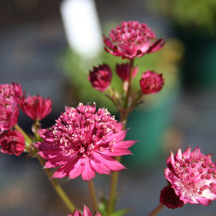Astrantia major Venice